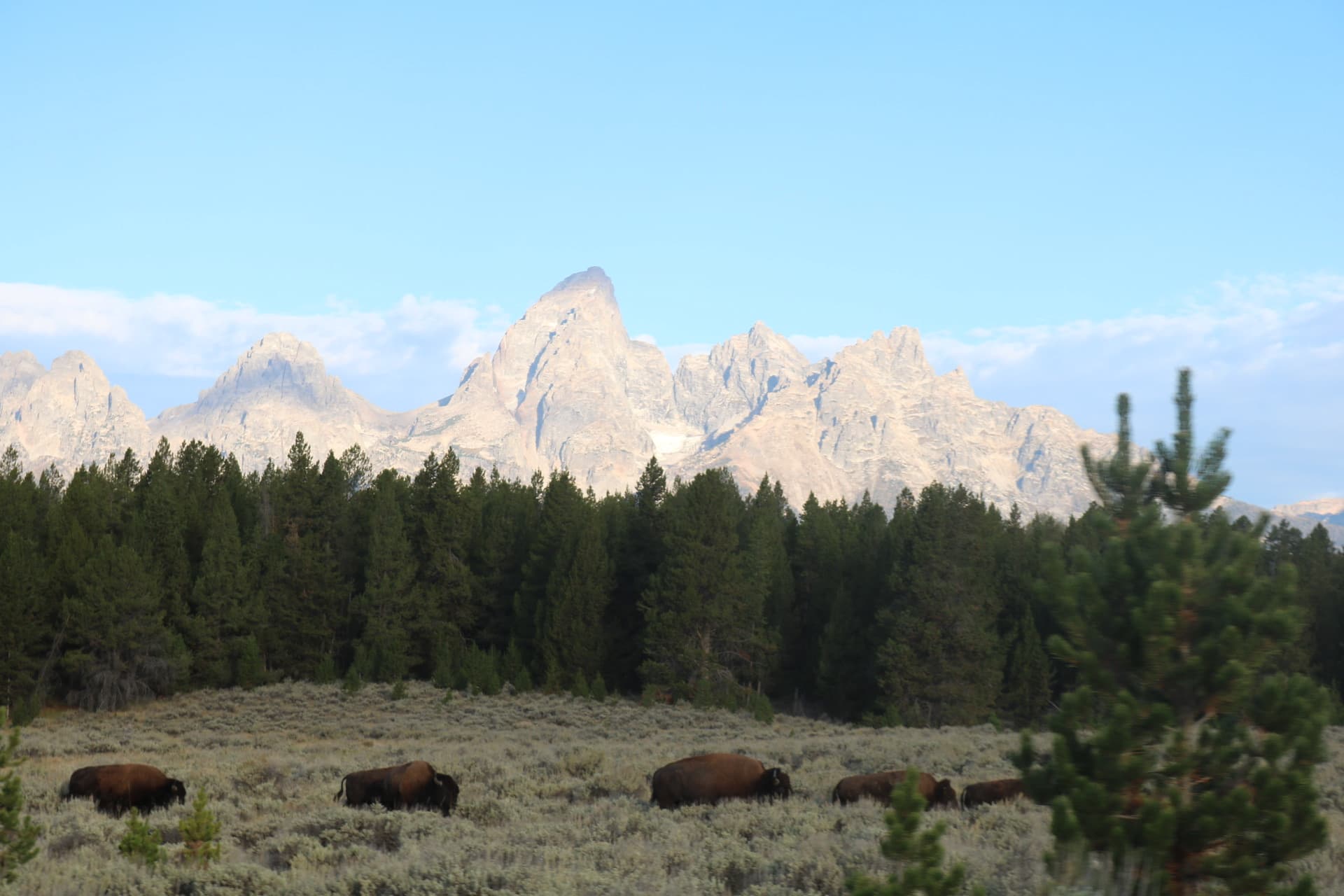 Bison grazing in the sagebrush flats below the mountains