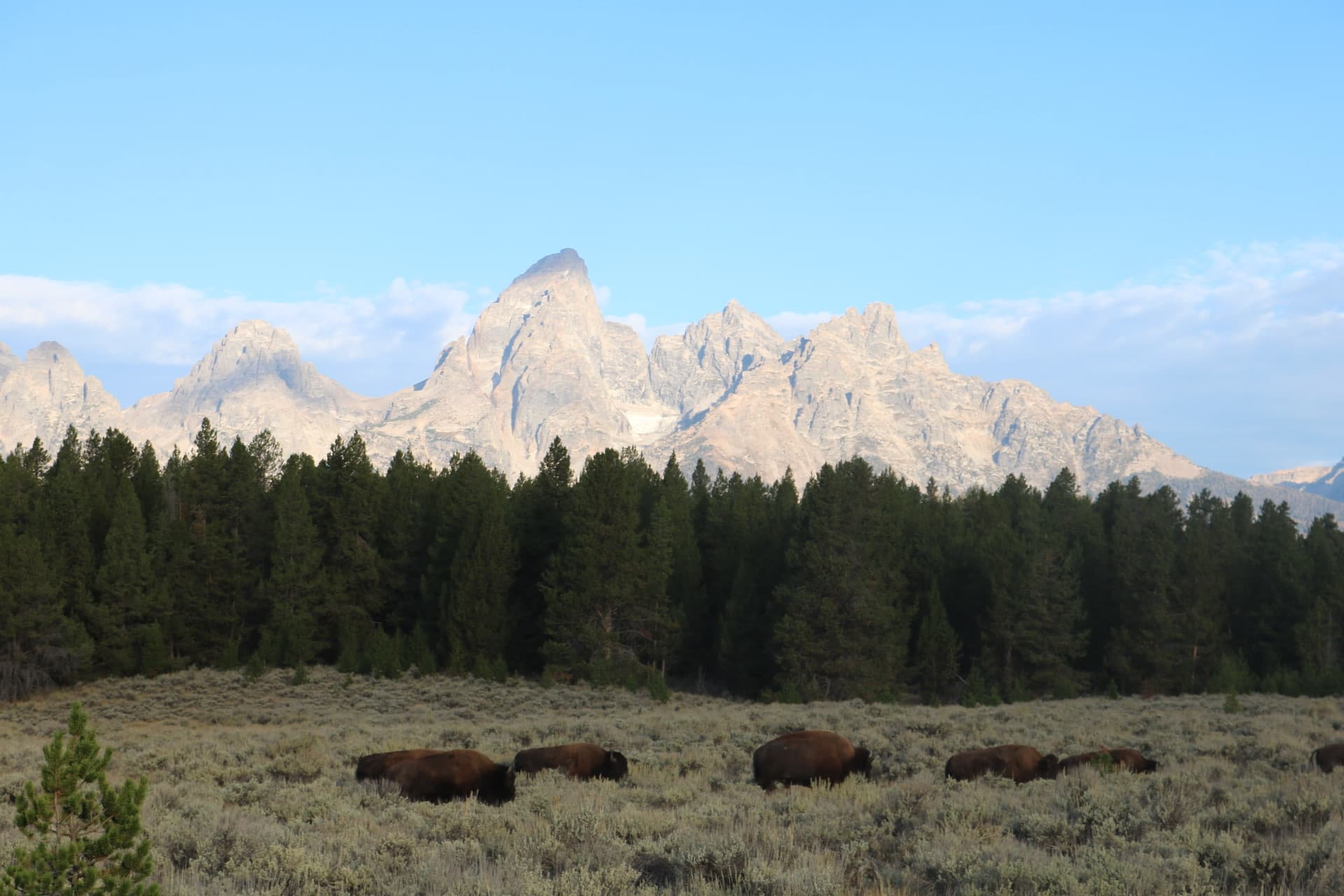 A bison herd grazing below the Teton peaks